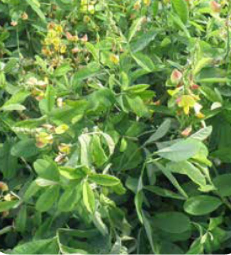 BREVIFLORA