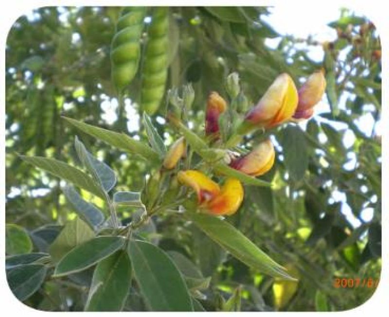 FEIJÃO GUANDÚ FAVA LARGA